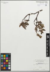 Foto von Salix glauca L.